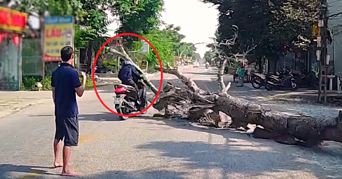 Chặt hạ cây đổ ra đường, người đi xe máy bị đè chết