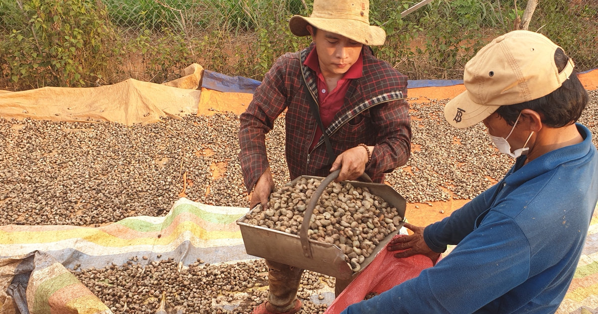 Vietnamese firms report suspected fraud in multimillion-dollar deal of cashew imports into Italy