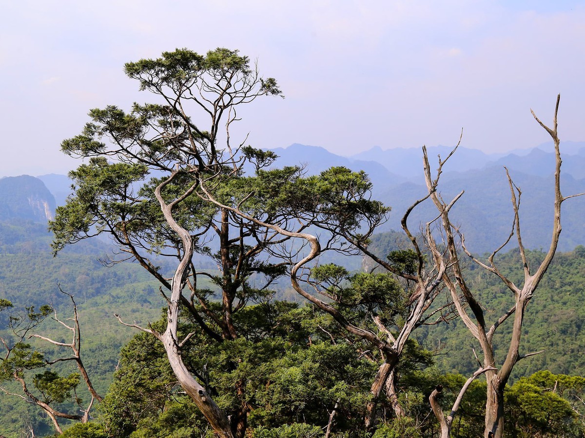 Vietnam’s Quang Tri to open 2,000ha ancient forest, ethnic village to eco-tourism