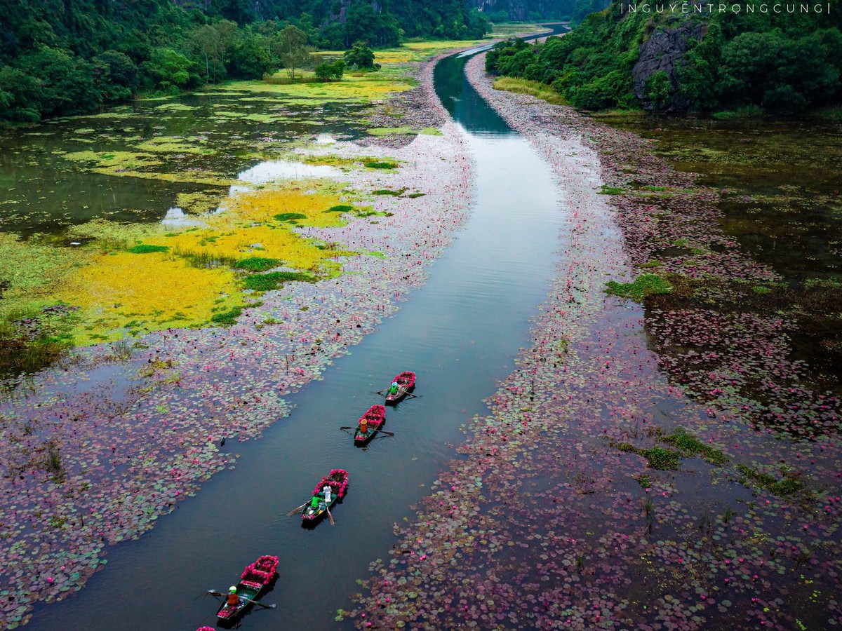 Water lilies paint Tam Coc in vibrant hues, stun visitors to Vietnam’s Ninh Binh