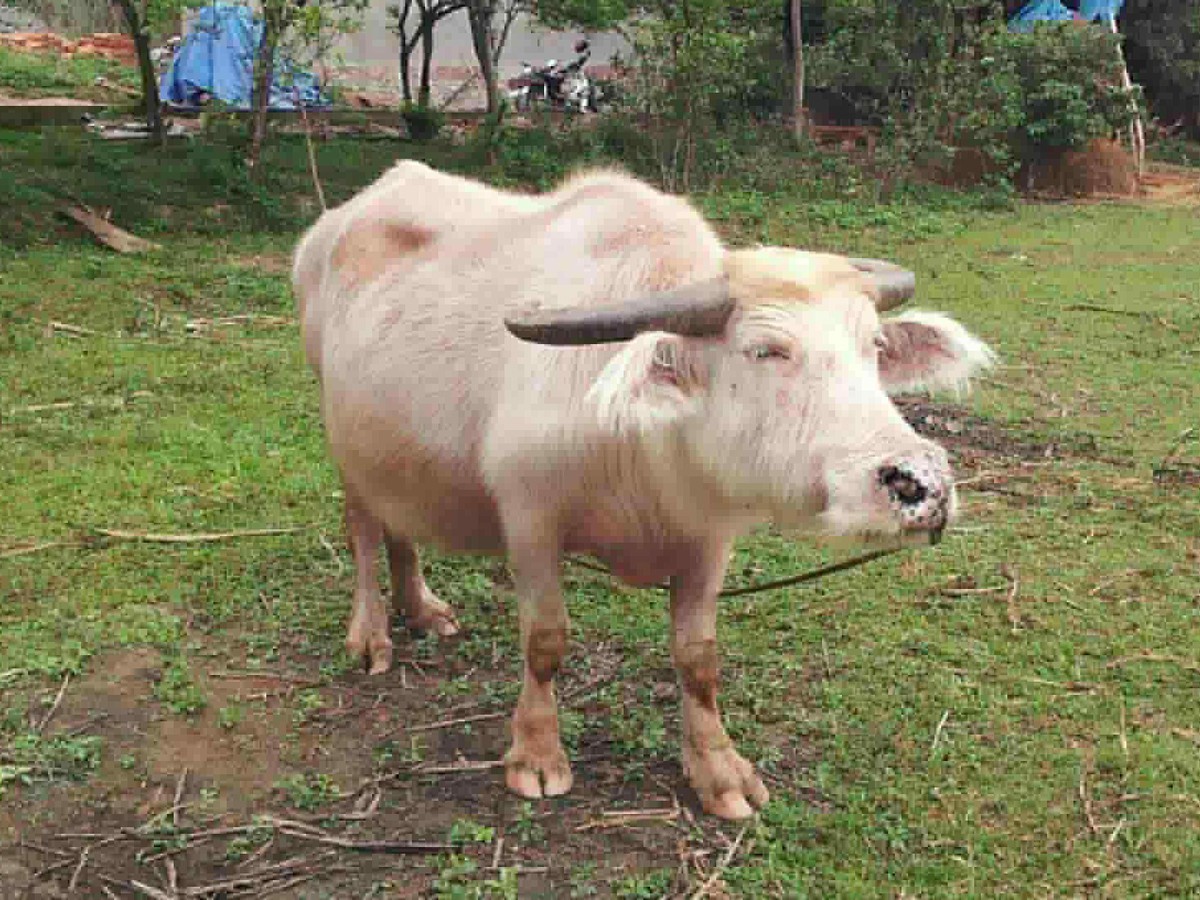 Buffalo believed to be Vietnam’s oldest dies at 40+ years old