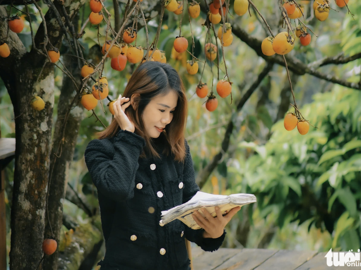 Visitors enchanted by persimmon gardens in Vietnam’s Central Highlands