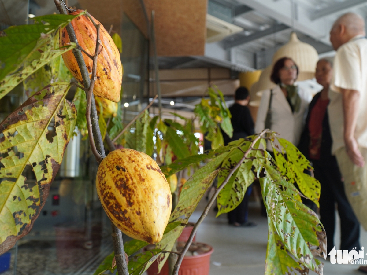 Visitors experience chocolate-making in southern Vietnam