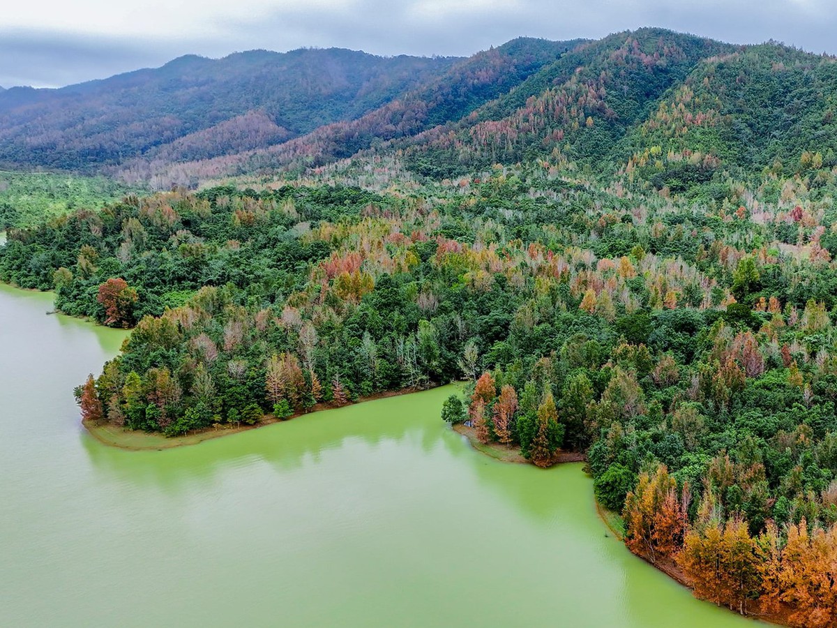 Stunning red Formosa sweet gum evokes European autumn in Vietnam’s Quang Tri