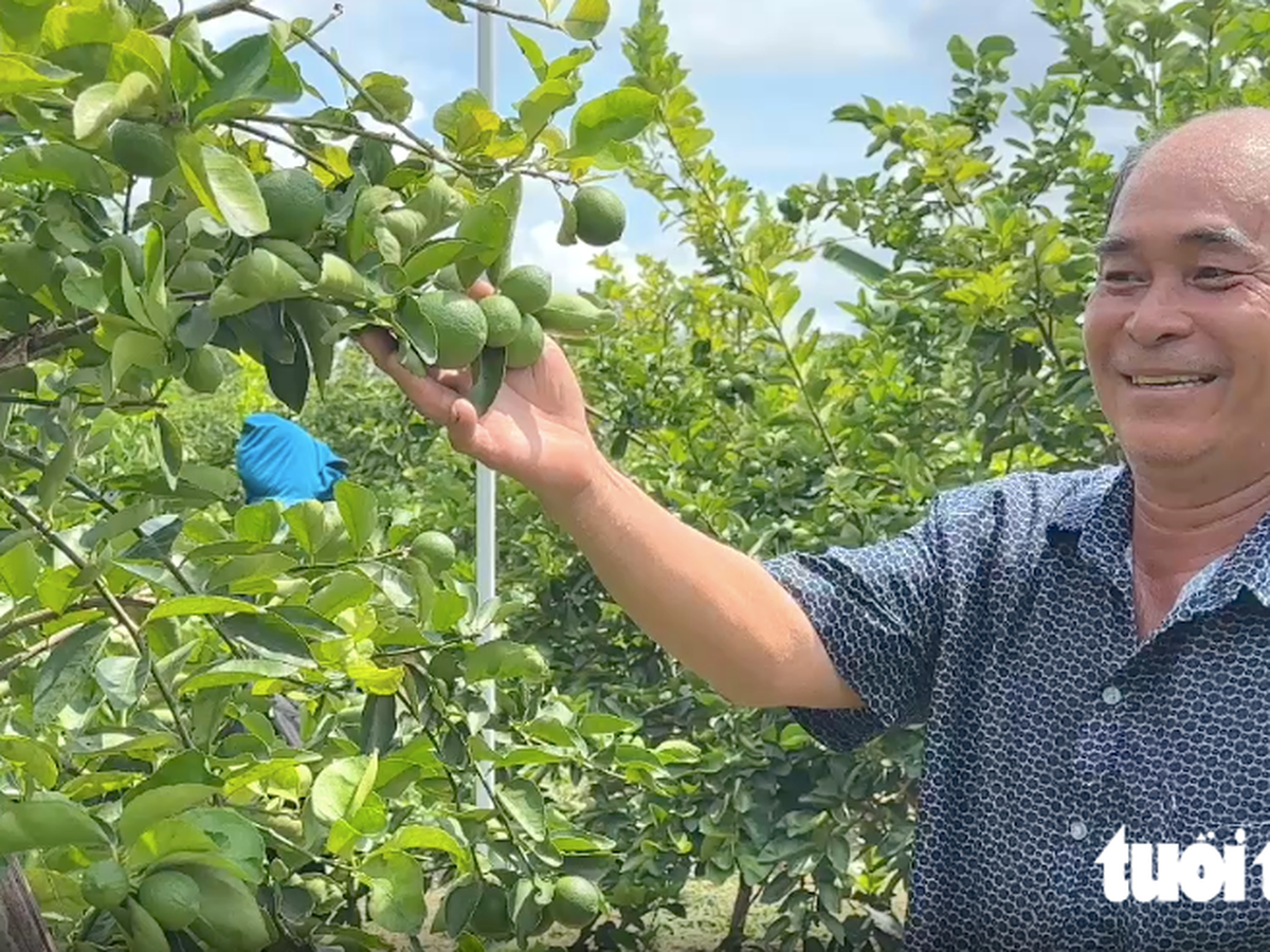 Vietnam's Dong Thap farmers export hundreds of tonnes of seedless limes to Europe annually
