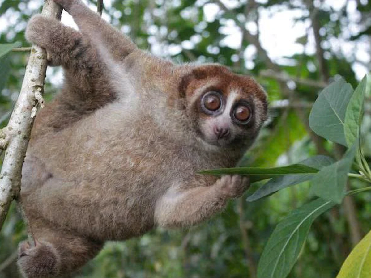 Feared extinct, Bangka slow loris primate rediscovered in Indonesia