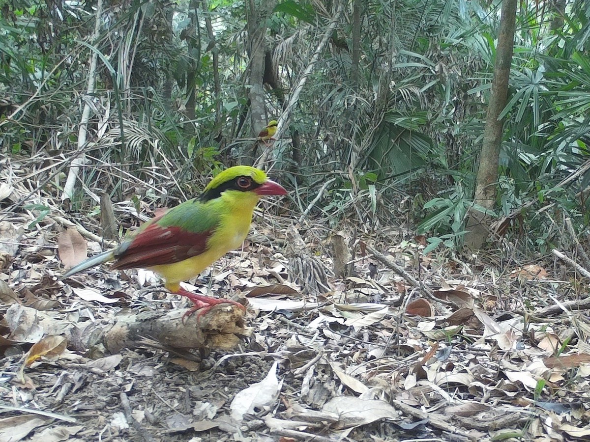 35 new bird species recorded in Vietnam's nature reserve, including rare eagles, hornbills