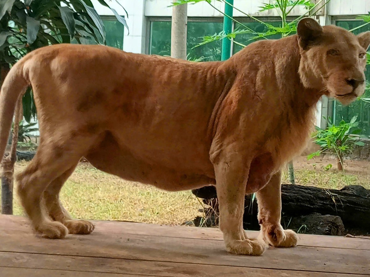 Beloved lion Mimi dies after 16 years at Saigon Zoo