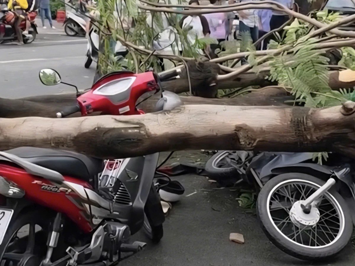 Vietnam Morning Monitor: Man killed by tree collapse, photographer wades into lake to save tourist’s phone