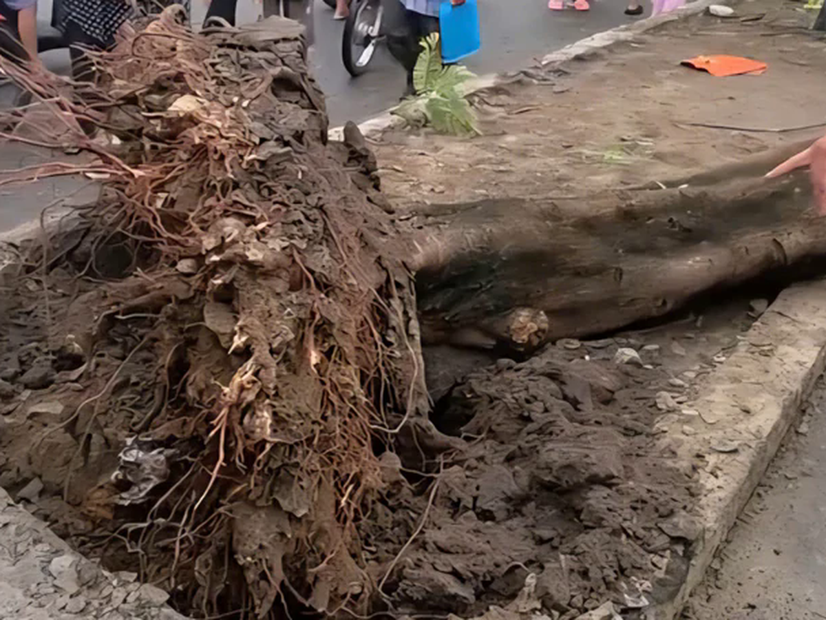 Uprooted tree kills man in Ho Chi Minh City
