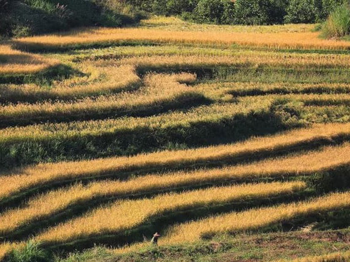 Mien Doi terraced field festival attracts visitors to Vietnam's Phu Tho