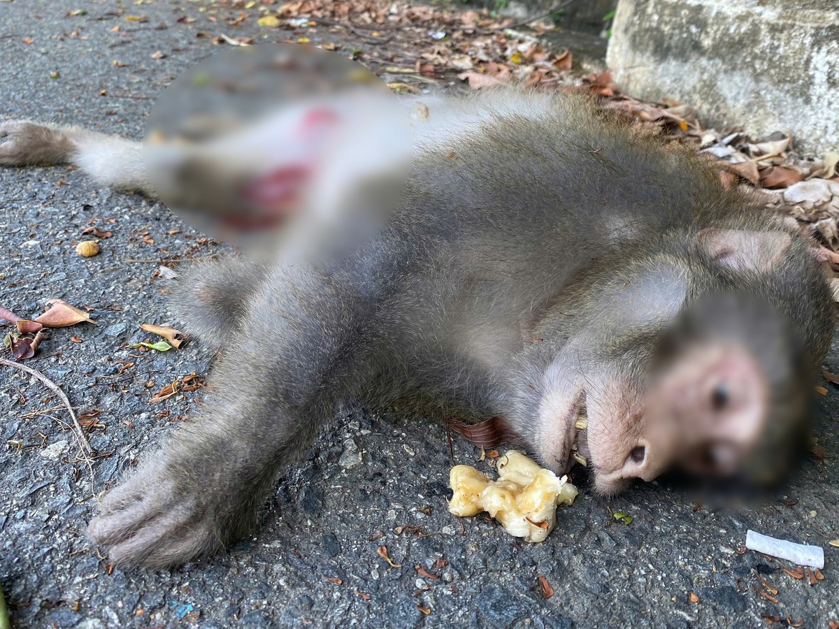 Roadkill monkey sparks fresh alarm over wildlife feeding in central Vietnam