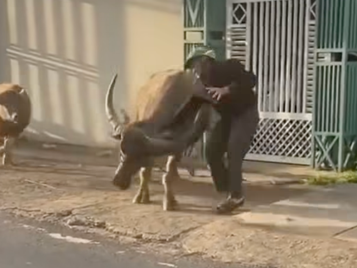 Two buffaloes gore 6 people, storm wedding party in Vietnam's Lam Dong