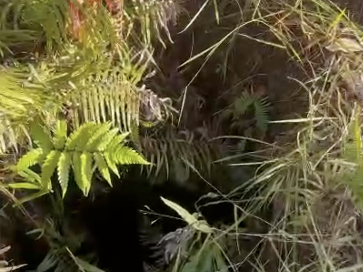 Malaysian tourist falls into 10-meter-deep hole while hiking in Da Lat