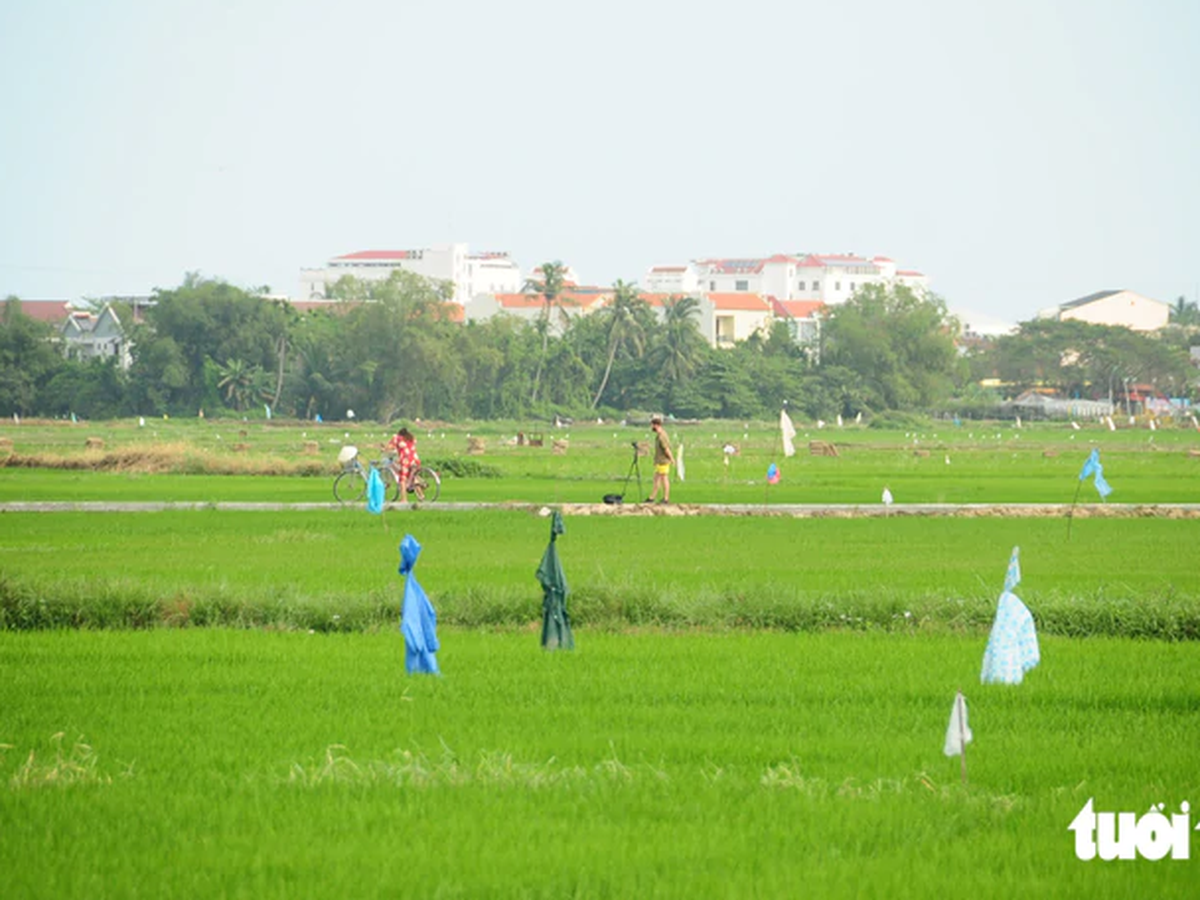 Vietnam’s Hoi An sees 20% drop in visitors, bookings surge from November