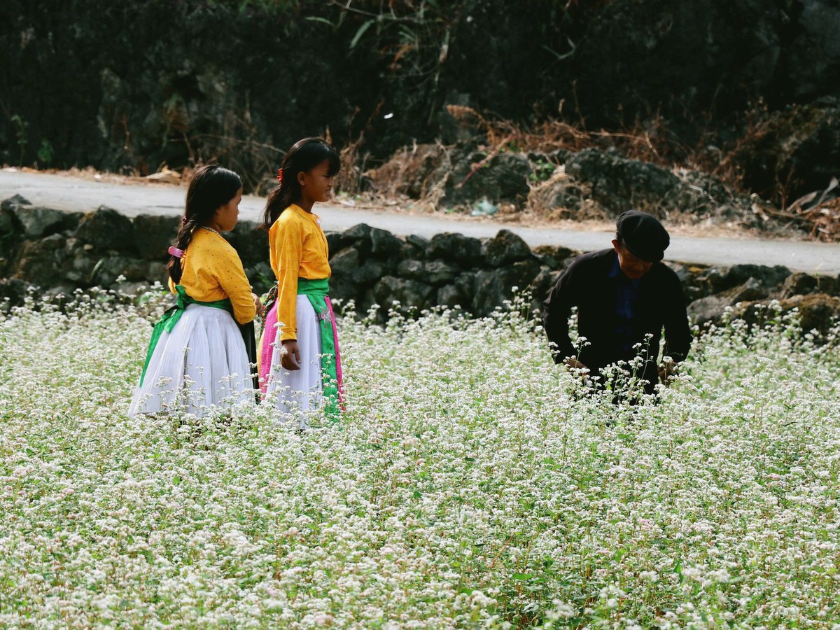 Northern Vietnam's rocky highlands turn pink as buckwheat flower season begins