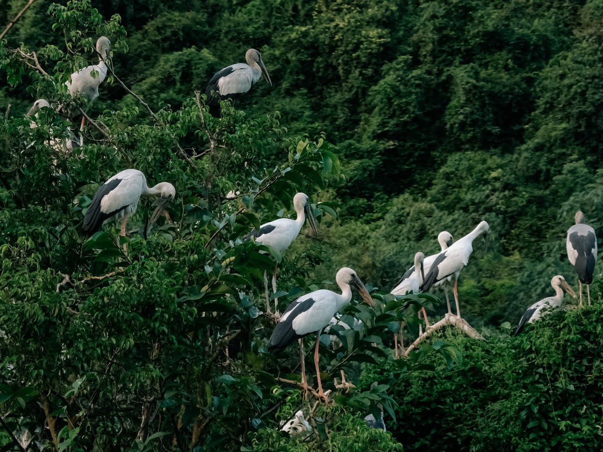 Ninh Binh beyond the usual sights: Spot thousands of birds at northern Vietnam’s largest natural bird park