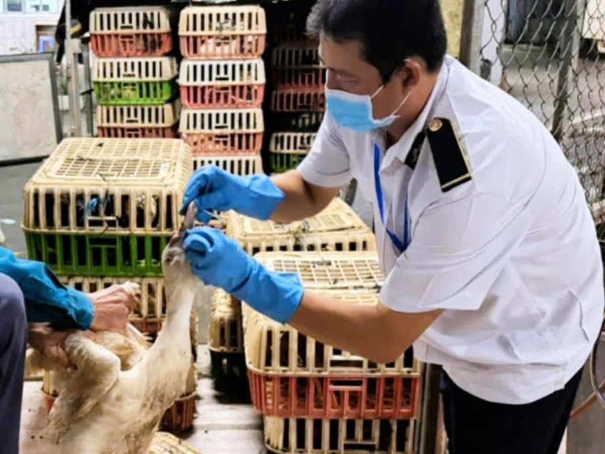 Ho Chi Minh City seizes 1.3 tonnes of poultry without quarantine certificates