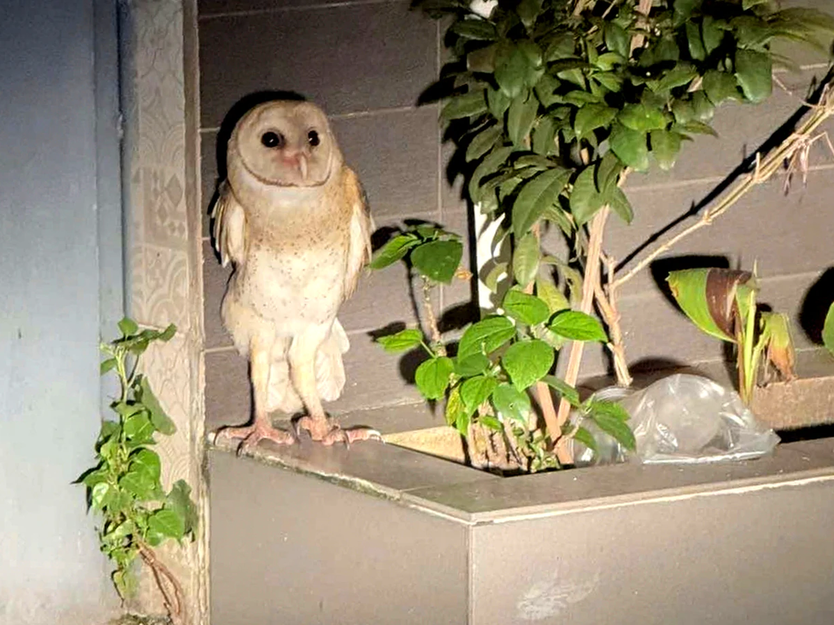 Owl with clipped wings dies despite days of rescue efforts in Ho Chi Minh City