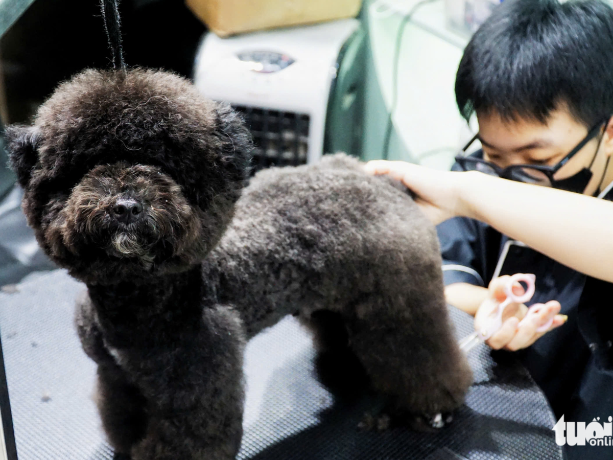 Young Vietnamese pet owners rush to grooming, boarding services ahead of Tet