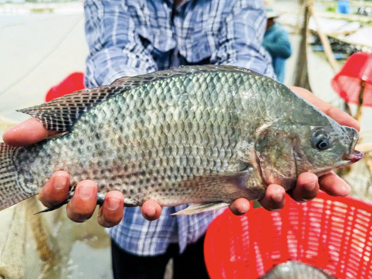 US, Brazil boost imports of Vietnamese tilapia in 2025