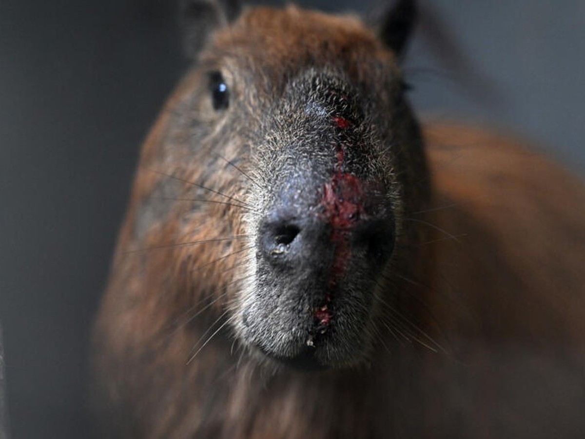 Eight people arrested in Brazil for 'brutal' attack on capybara
