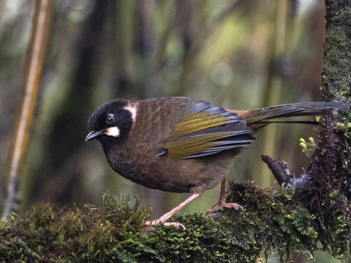 Vietnam has new national park