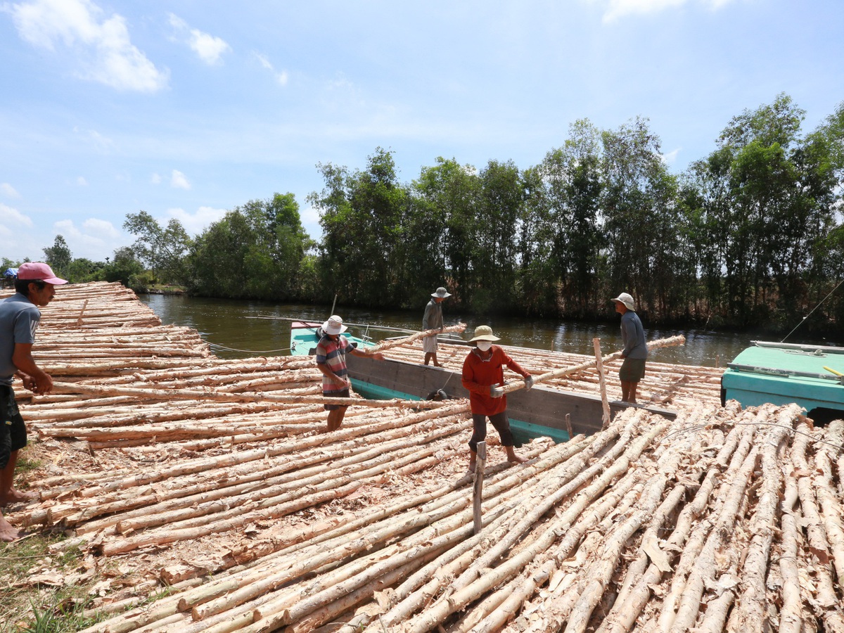 Busy melaleuca trading season unfolds in Vietnam’s U Minh amid quiet change