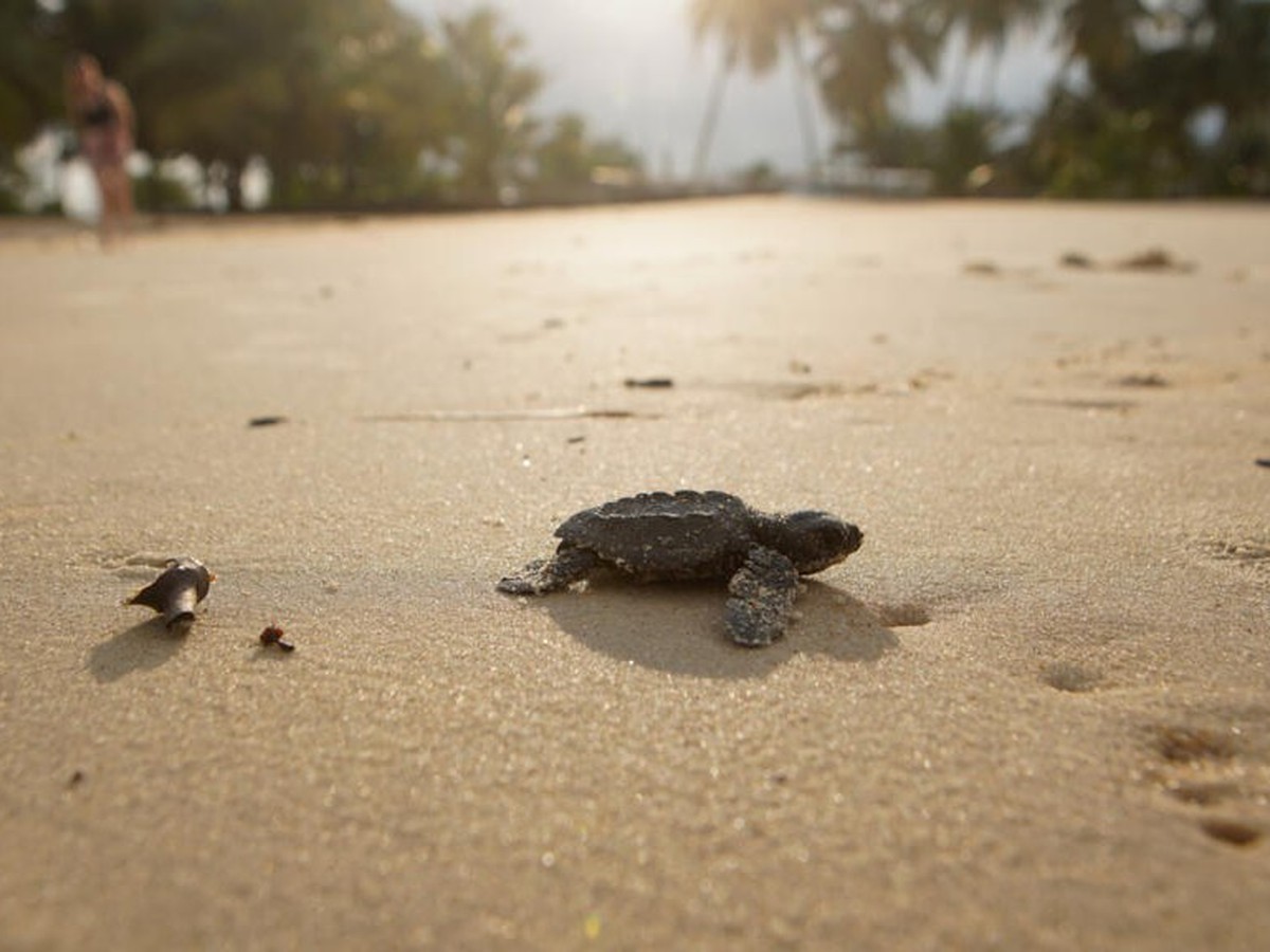Gabon battles for baby sea turtles' survival
