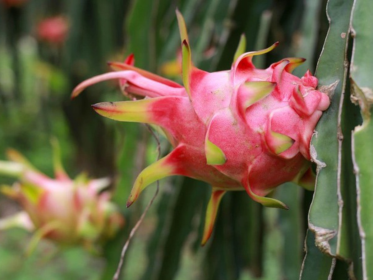 EU tightens checks on Vietnamese farm exports over pesticide residues