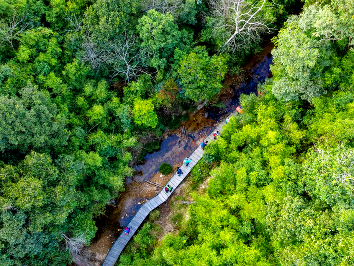 Vietnam to secure over $71mn for forest emissions reduction efforts