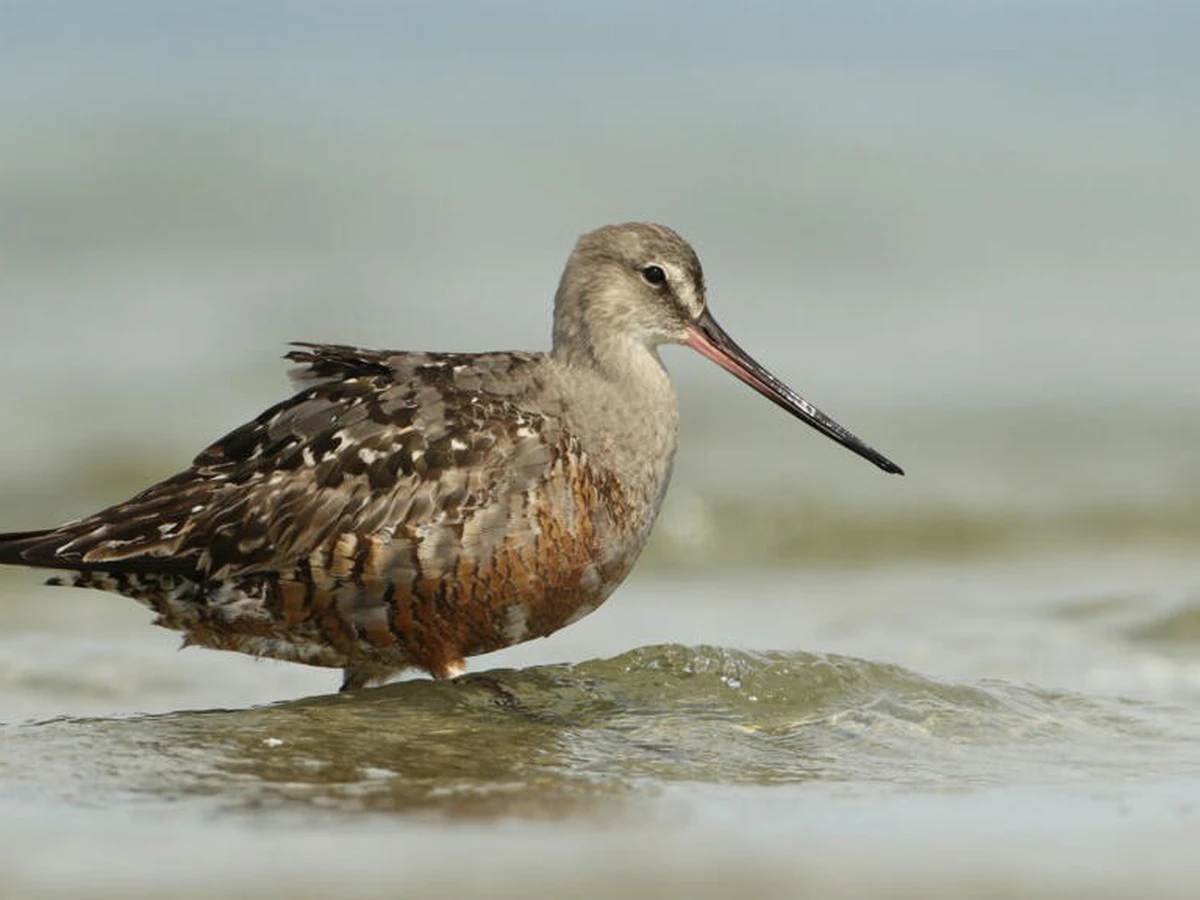 Forty new migratory species win international protection: UN body