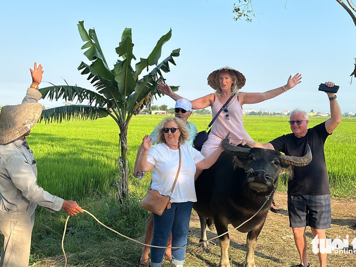 Buffalo riding in Da Nang rice fields offers foreign visitors hands-on taste of rural Vietnam