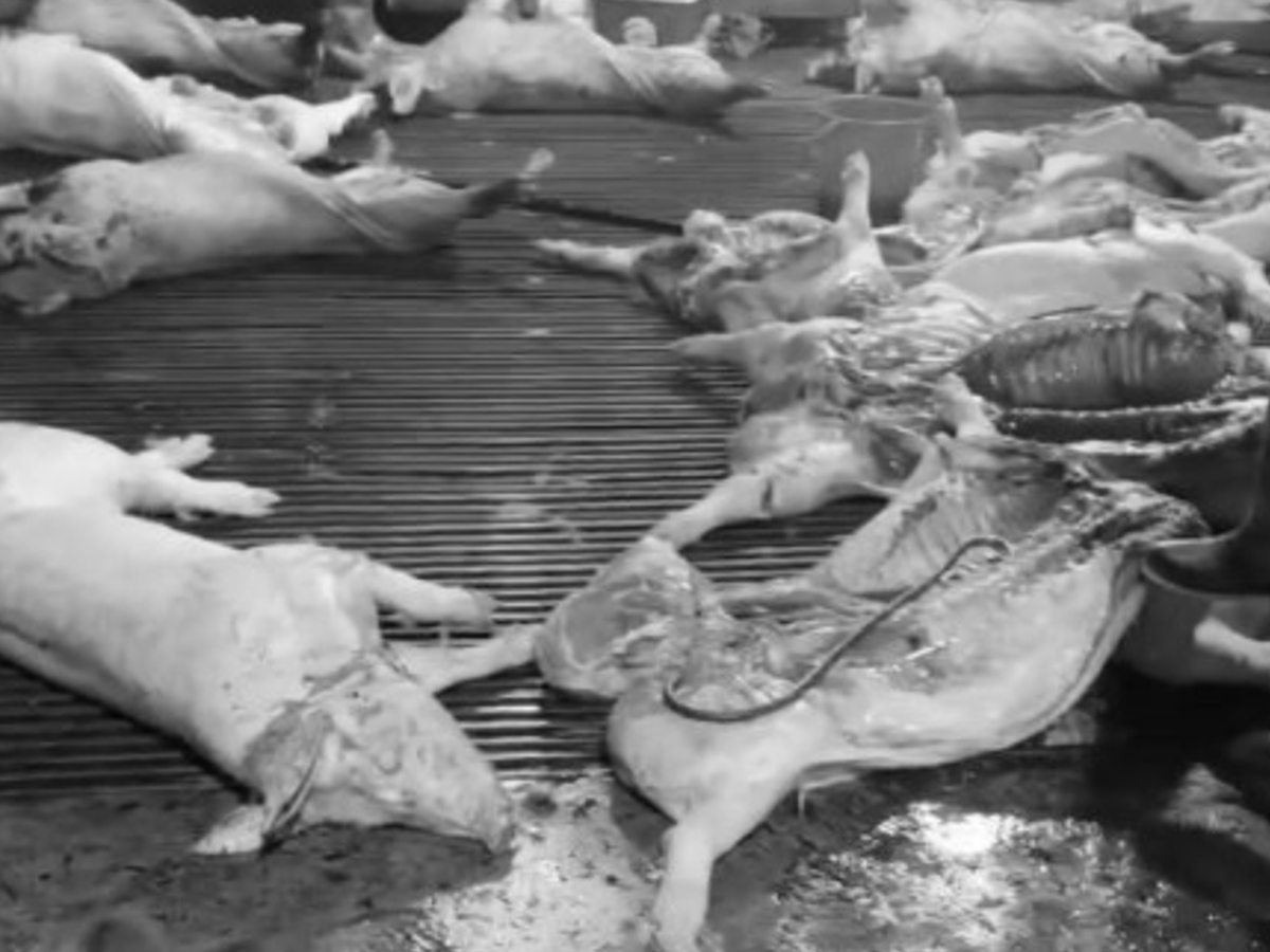 Vietnam premier orders tighter control over veterinary quarantine, slaughterhouse oversight