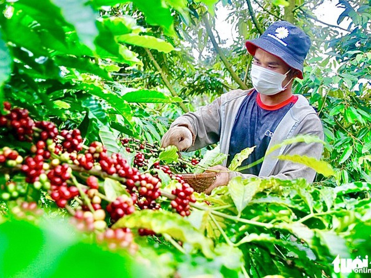 Vietnam coffee industry urged to shift from volume to value-driven exports: foreign expert