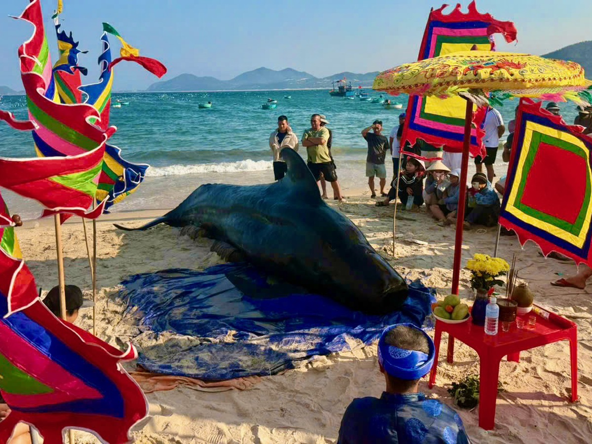 Two-tonne whale washes ashore in Vietnam’s Dak Lak