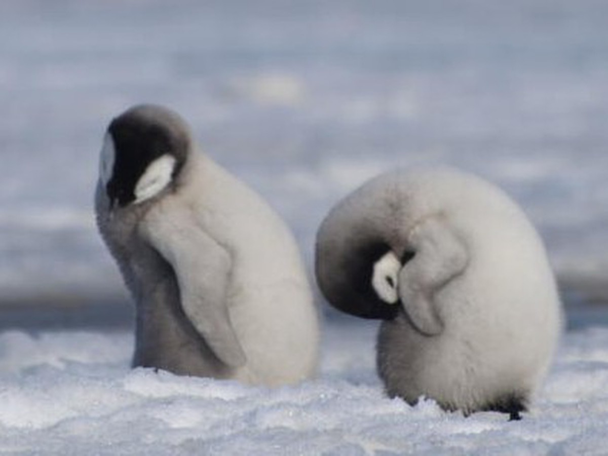 Emperor penguins listed as endangered species: IUCN