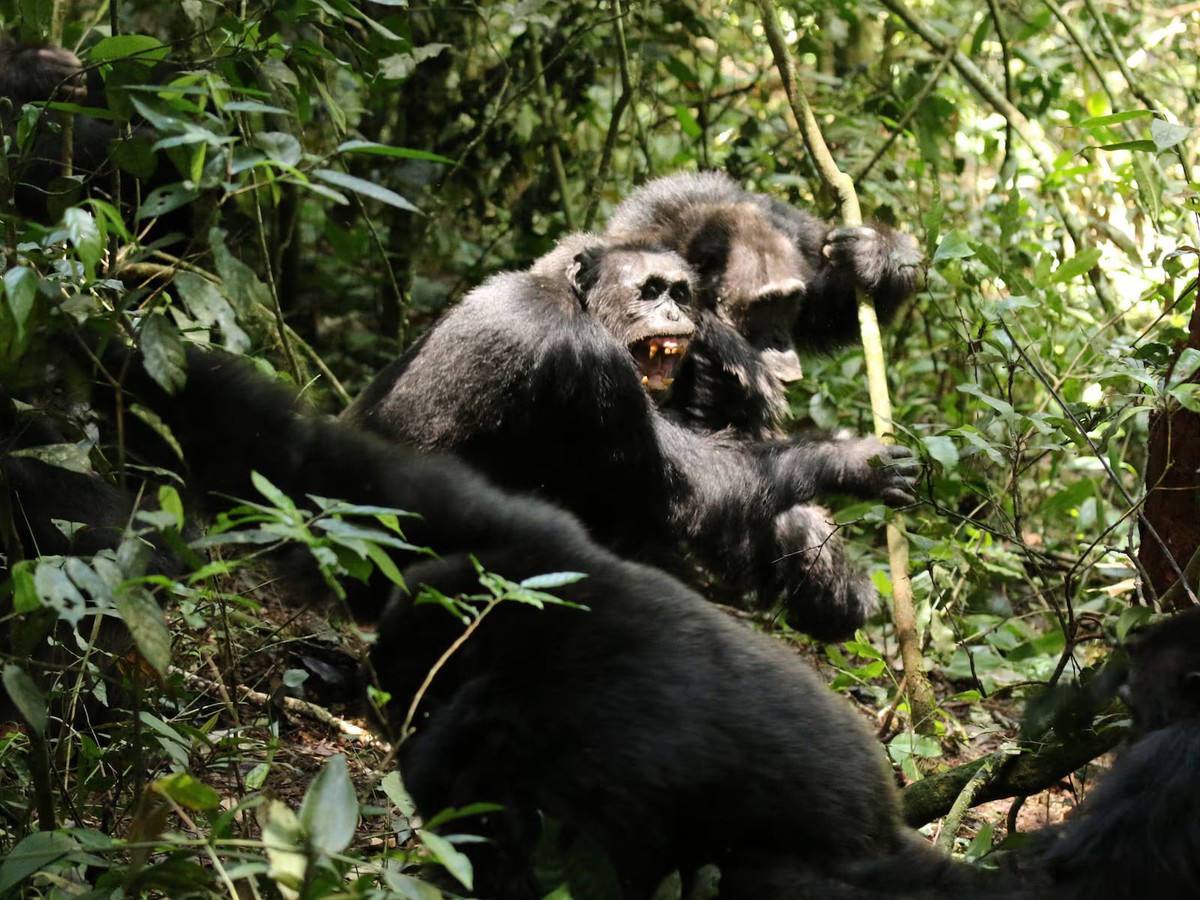 Scientists stunned as chimpanzees turn on friends in killing spree