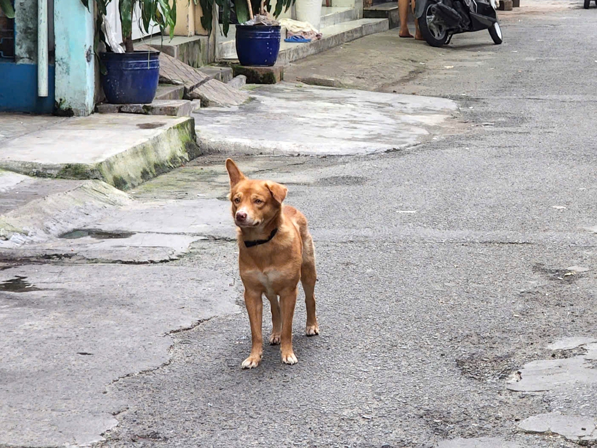 7th suspected rabies death reported in Vietnam’s Tay Ninh