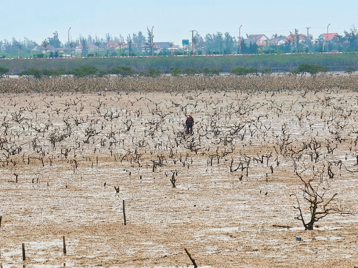 Mangrove die-off hits coastal forest in north-central Vietnam, cause under investigation