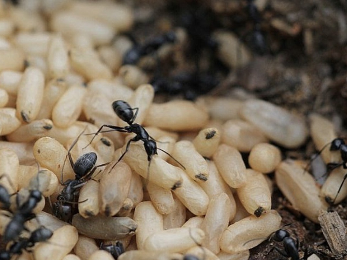 Vietnamese woman suffers severe allergic shock after eating ant eggs