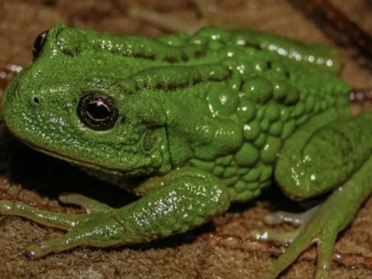 New frog species carrying eggs on back discovered in Peru
