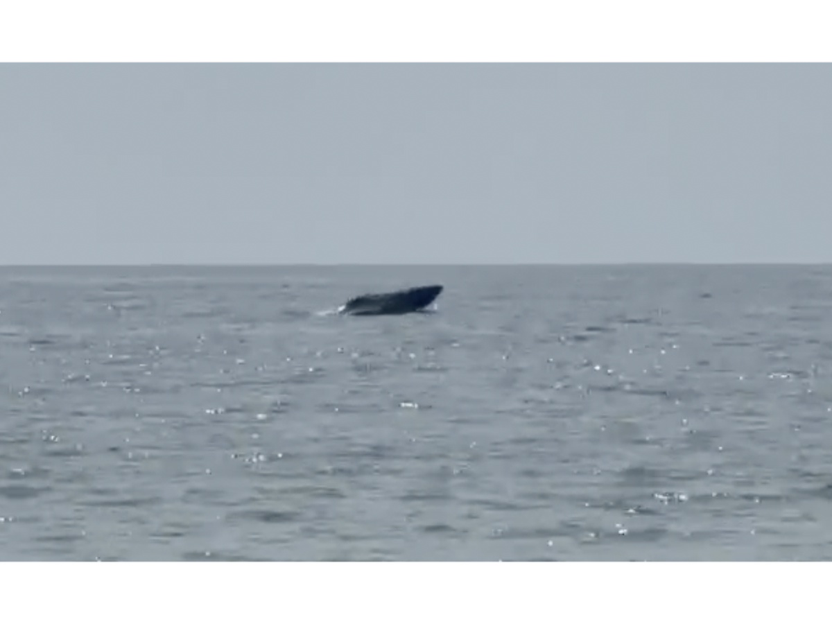 Whale sighting delights visitors in Vietnam’s Mui Ne waters