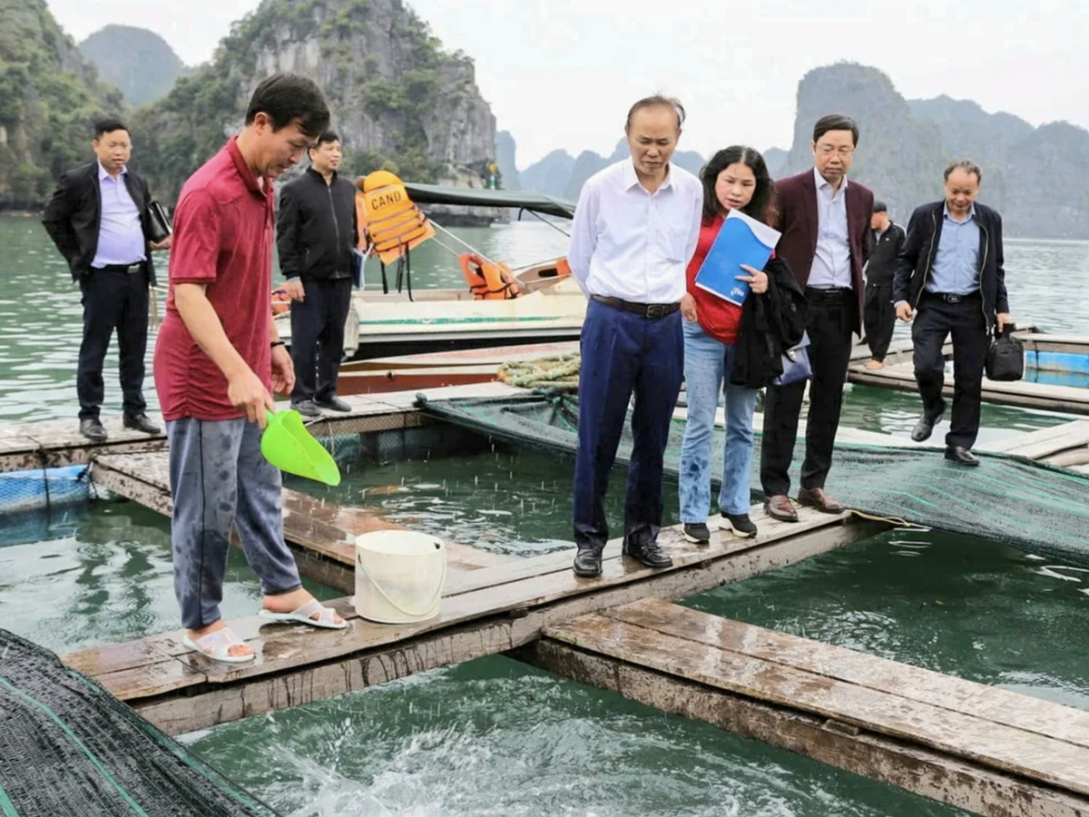 Vietnam trials high-value amberjack aquaculture