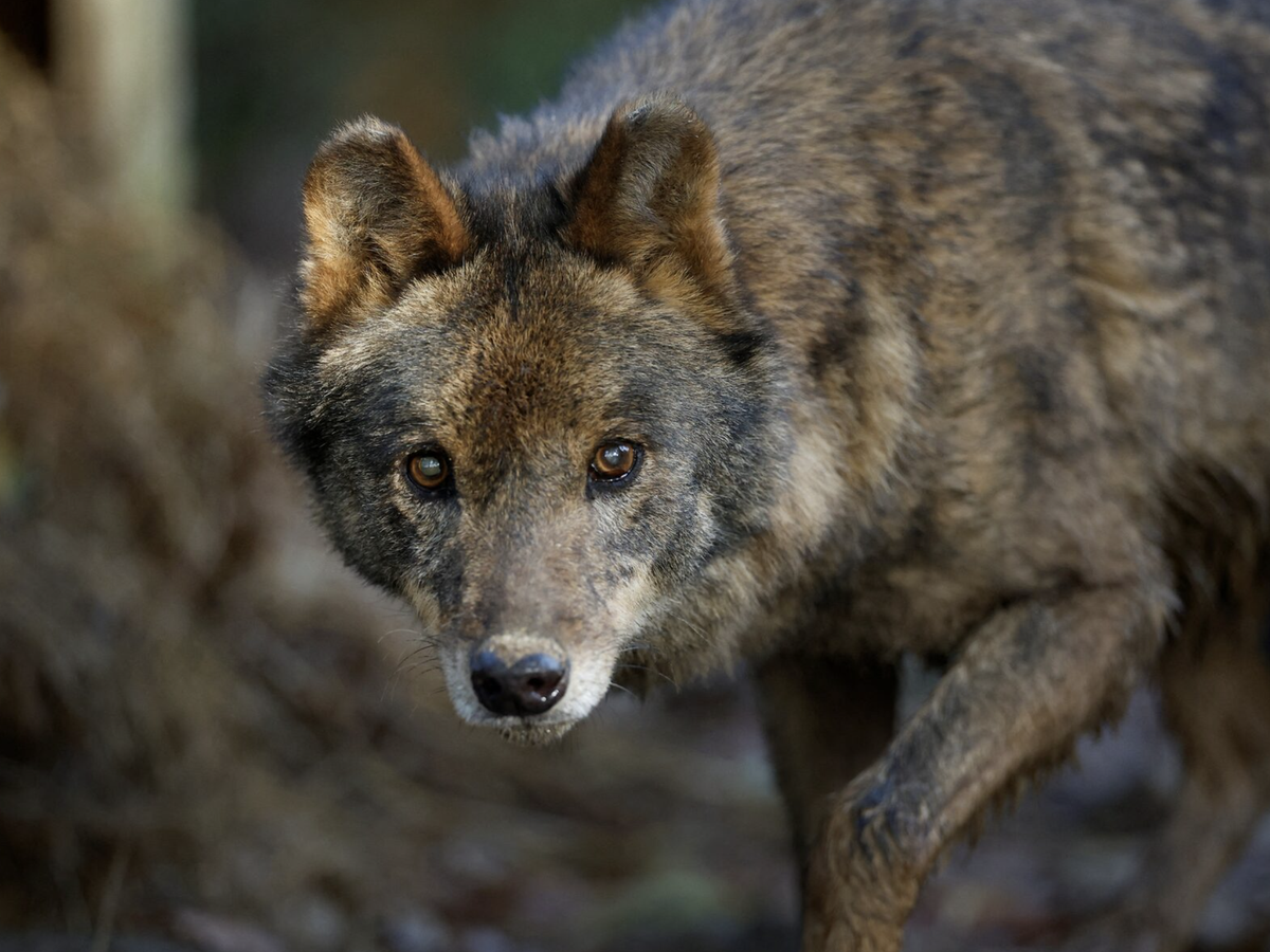 Mass poisoning suspected as 18 wolves die in Italian national park