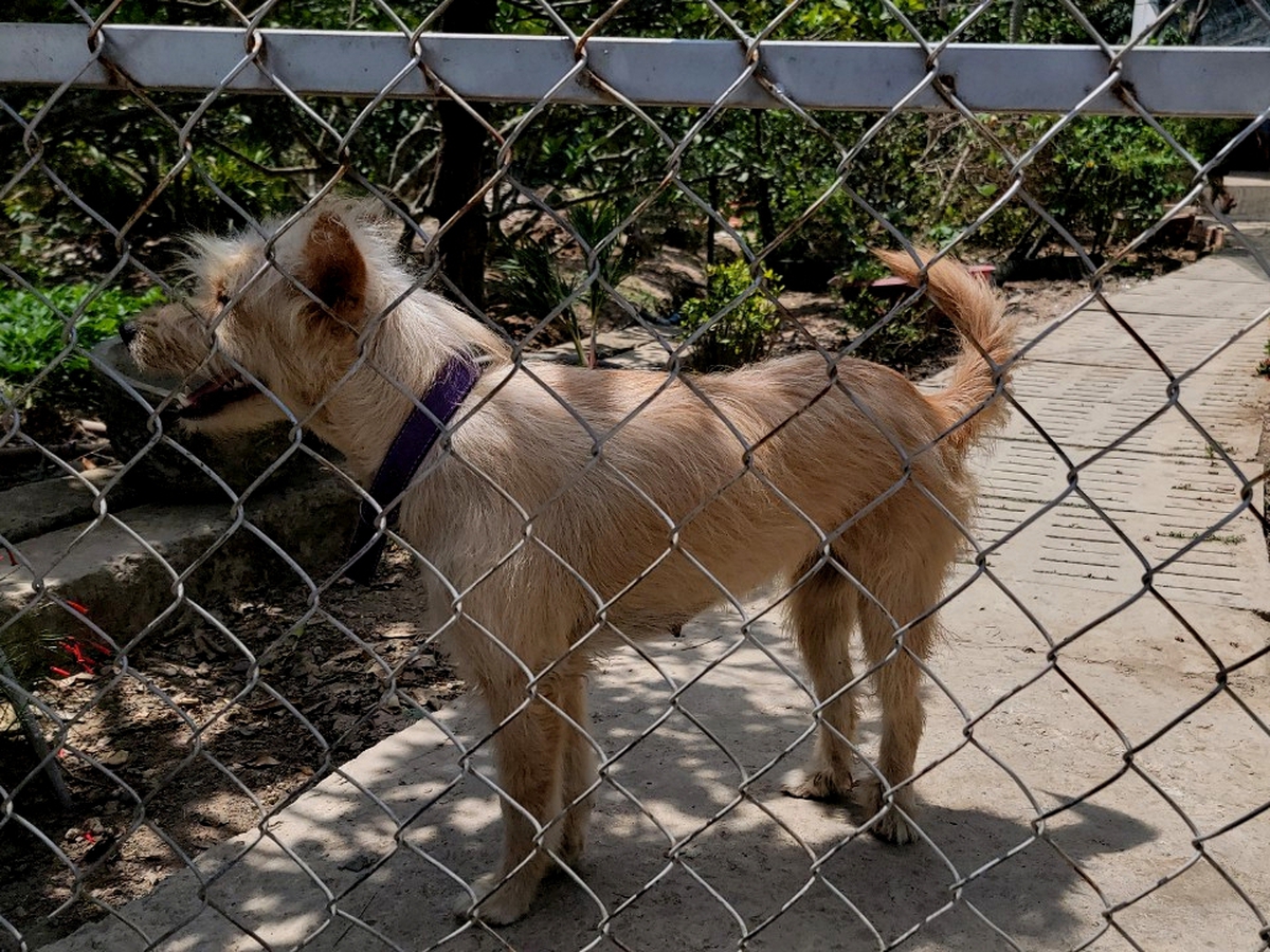 Dog meat seller dies of rabies in Vietnam’s Mekong Delta