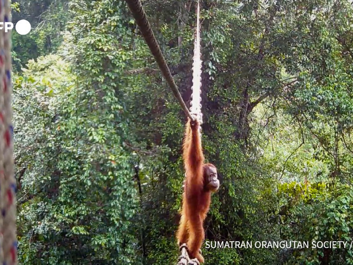 Orangutan uses Indonesia canopy bridge in 'world first': NGO