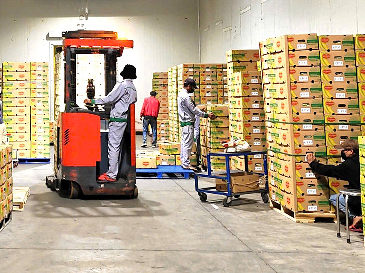 Lack of cold storage limits fruit sector, hurts farmers in Vietnam