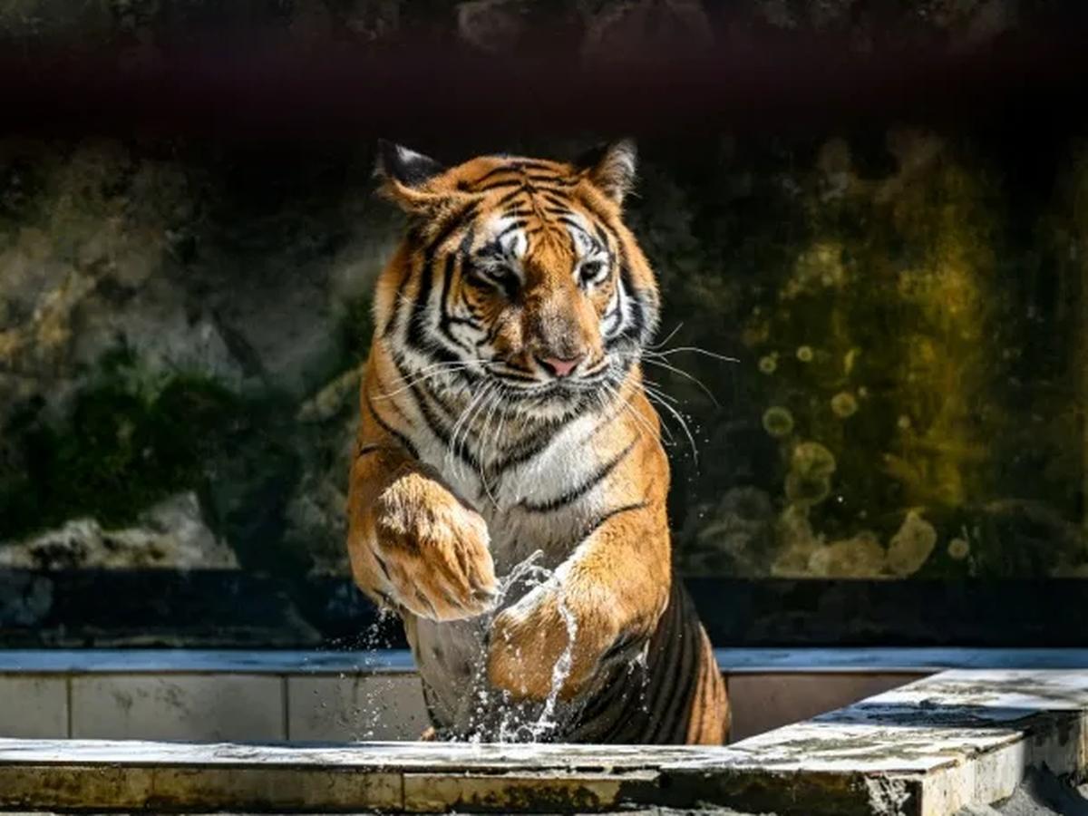 Bangladesh's tigers stalk uncertain future in Sundarbans