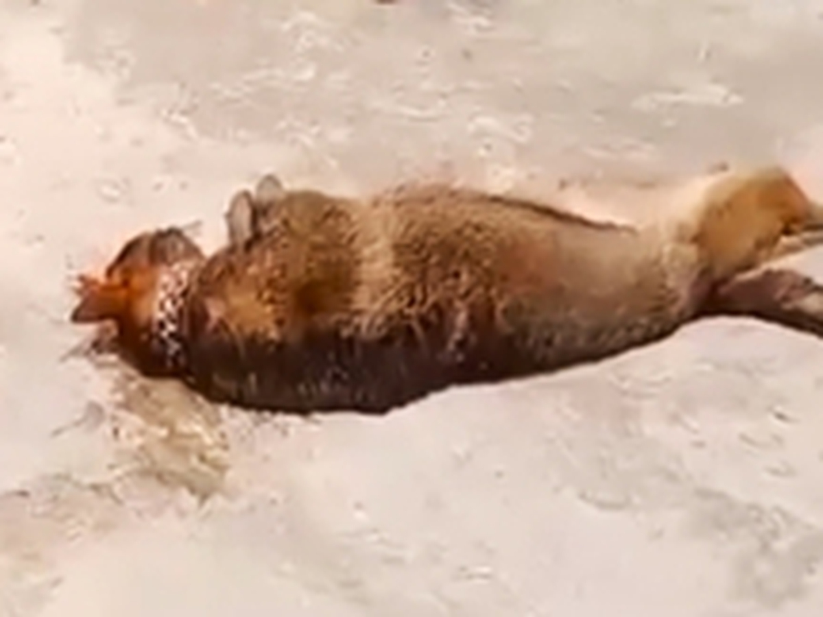 83-year-old man dies after being attacked by pet German shepherd in Vietnam